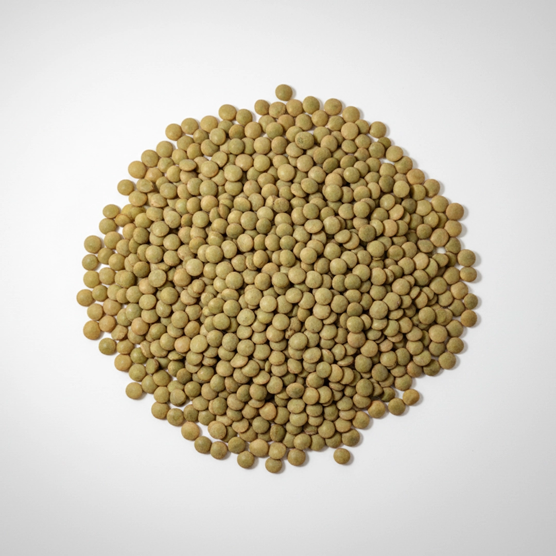 خرید عدس ساسکن