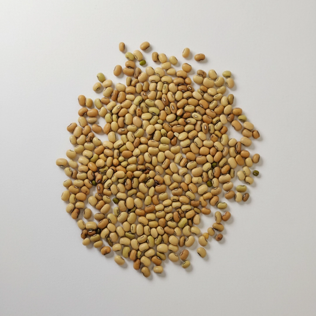 خرید لوبيا جيرفتي