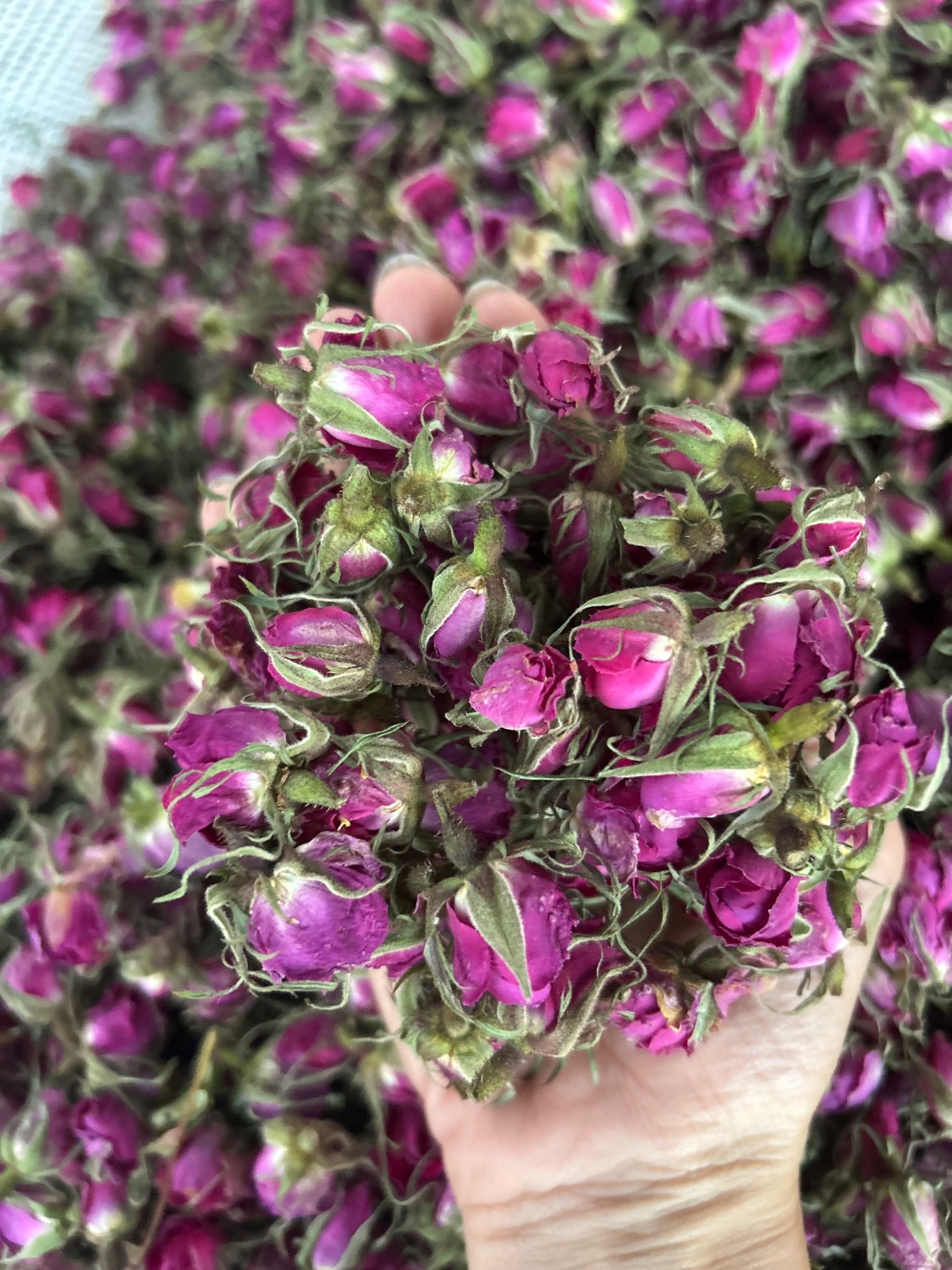 غنچه گل محمدی برداشت امسال