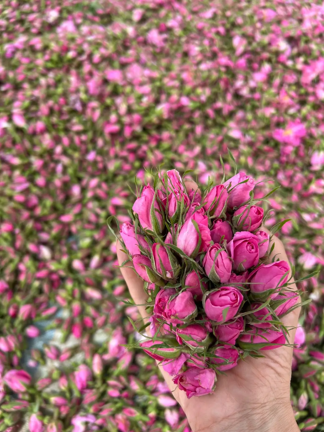 غنچه گل محمدی تازه با کیفیت بالا