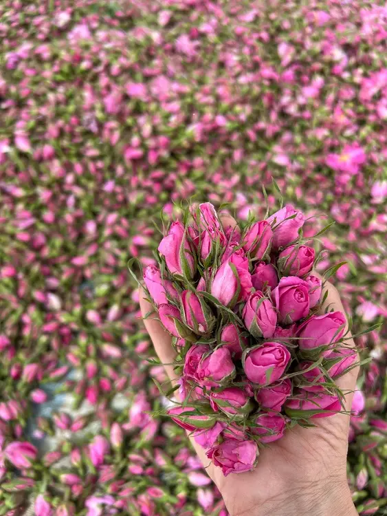 خرید غنچه گل محمدی خشک عمده و خرده؛ راهنمای انتخاب محصول مرغوب